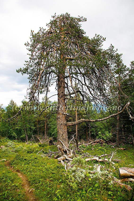 På vei langs stien fra Randsverk camping mot Trollhøe via Pina seter, passerer man mye fin gammel furuskog.