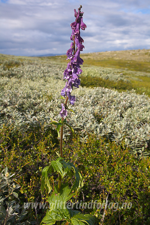 Tyrihjelm Aconitum septentrionale i lia ovenfor Lemonsjøen.