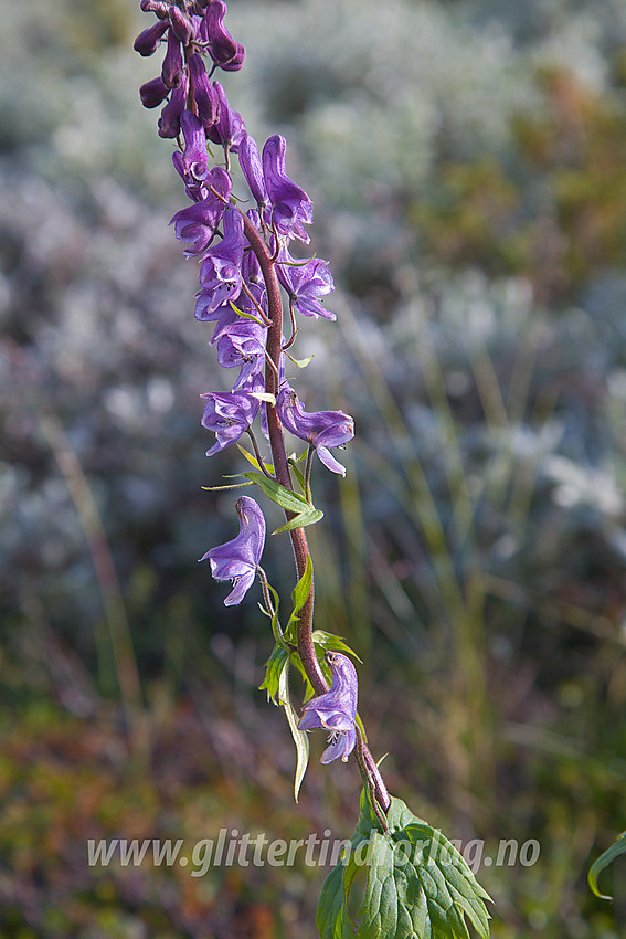 Tyrihjelm Aconitum septentrionale i lia ovenfor Lemonsjøen.