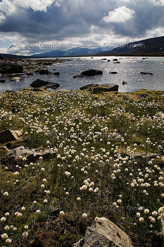 Cottongrass in Trollsteinkvelven valley towards Nautgardstindene. Jotunheimen National Park. Norway.