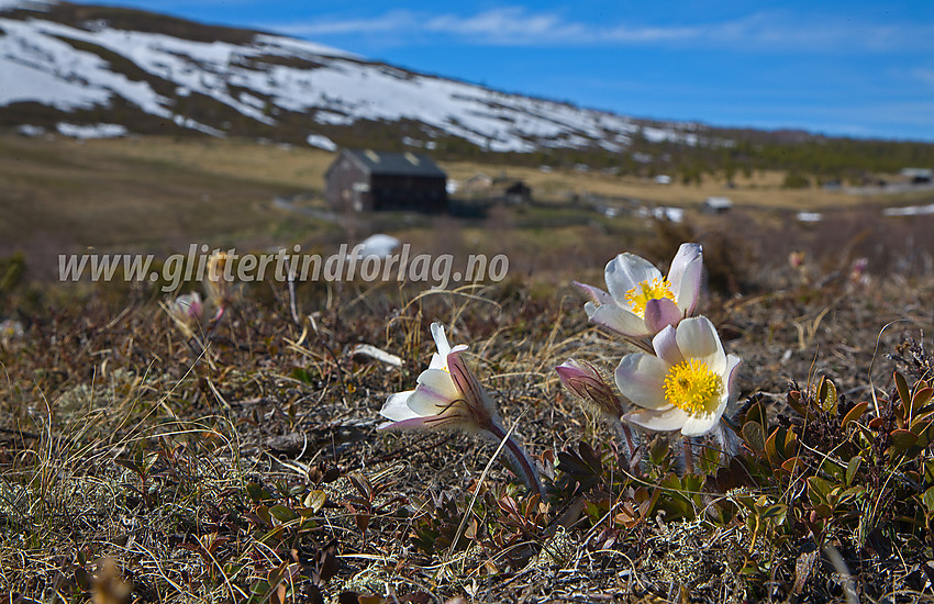 Mogop Pulsatilla vernalis på Hulderstigen i Sjodalen.