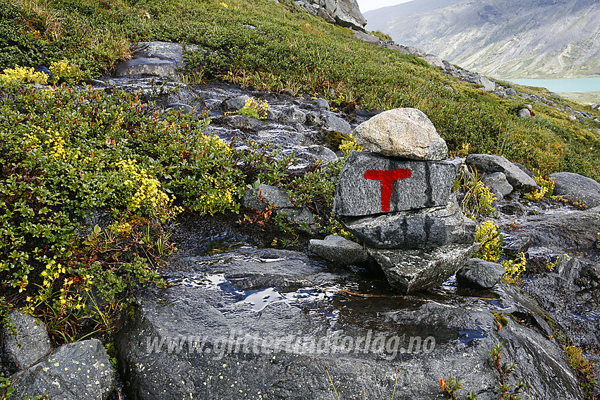 På ruta mellom Glitterheim mot Memurubu/Gjendesheim/Bessheim i pøsregn. Russvanet ses i bakgrunnen.