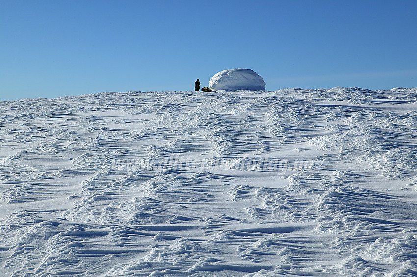 Storivilen (2068 moh). Vinden har dreid artige snømønstre over hele toppflaten, og når sola skinner skrått inn ser det flott ut.