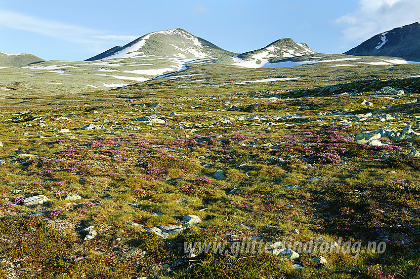 Tallrike blålyng (Phyllodoce caerulea) nedenfor Smiubelgin, her med Ljosåbelgen (1948 moh) og Hoggbeitet (1805 moh).