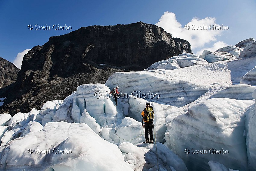 Hikers on Storjuvbrean glacier. Towards Vesle Galdhøpiggen mountain. Jotunheimen National Park. Norway.