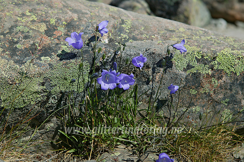 Blåklokke campanula rotundifolia ved foten av Besseggen.