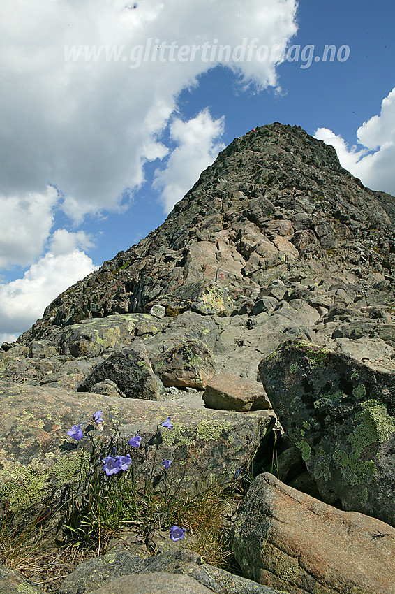 Blåklokke campanula rotundifolia ved foten av Besseggen.