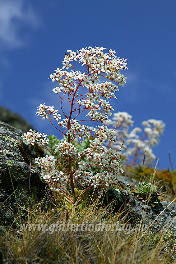 Bergfrue eller fjelldronning som den også kalles saxifraga cotyledon ved stien ned Bukkelægret i Jotunheimen.