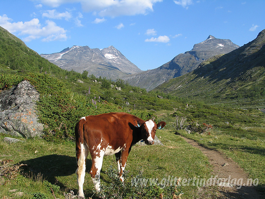 Fotogen firbeining i Storådalen like ved DNT-stien. I bakgrunnen Knutsholstinder til venstre og Nørdre Svartdalspiggen til høyre.