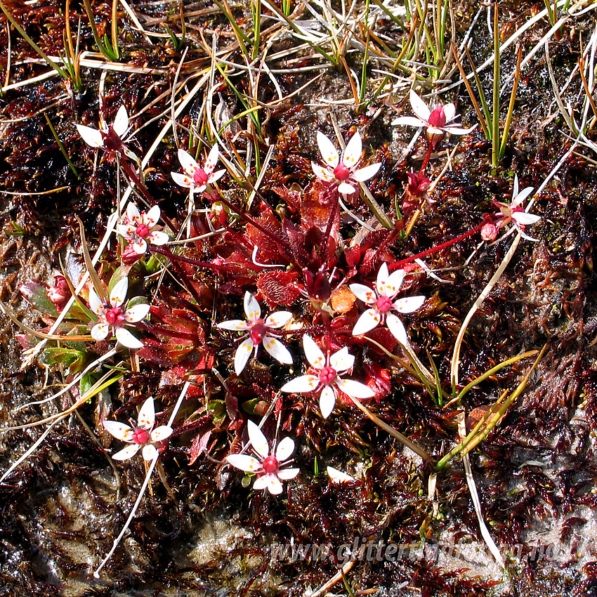 Stjernesildre Saxifraga stellaris på Dovrefjell.