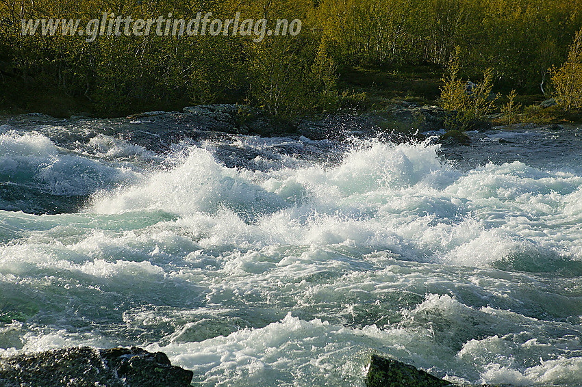 Nærbilde av en flomstor Sjoa som tordner forbi ved Maurvangen.