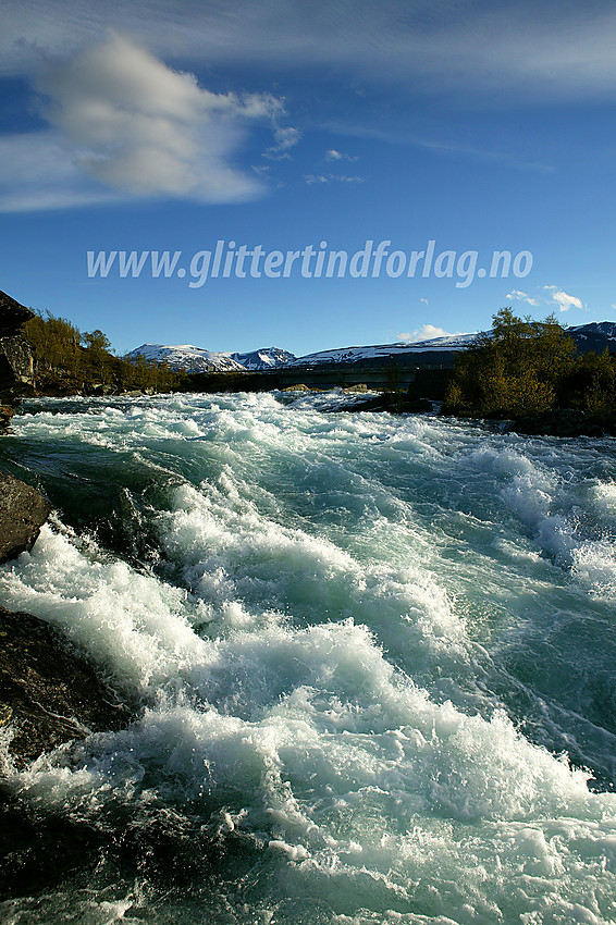 En flomstor Sjoa tordner forbi ved Maurvangen. I bakgrunnen broa med hovedveien og lenger bak Rasletinden og Munken.