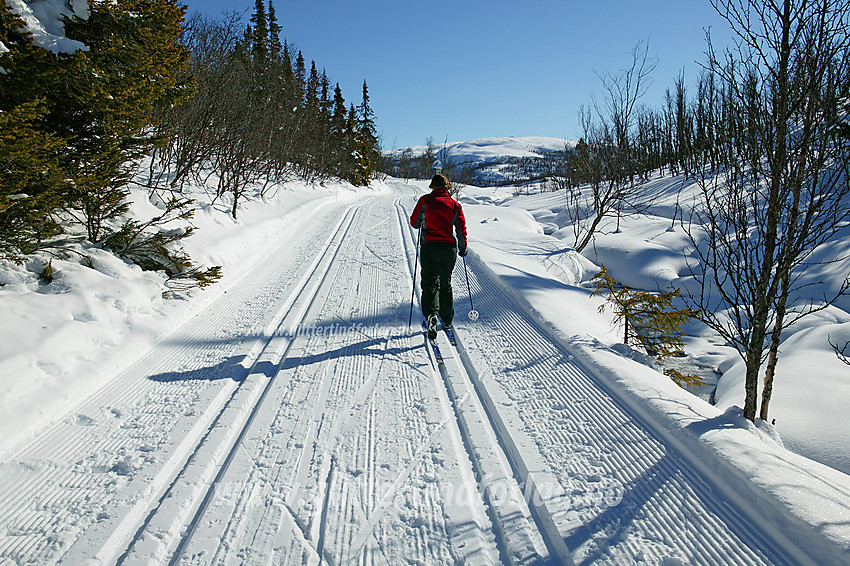 På vei opp blå / grønn løype mot Hærevatnet med utgangspunkt Merket. I bakgrunnen ses Haugsetfjellet (1152 moh).