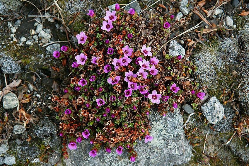 Rødsildre (Saxifraga oppositifolia) i "Steindalen".