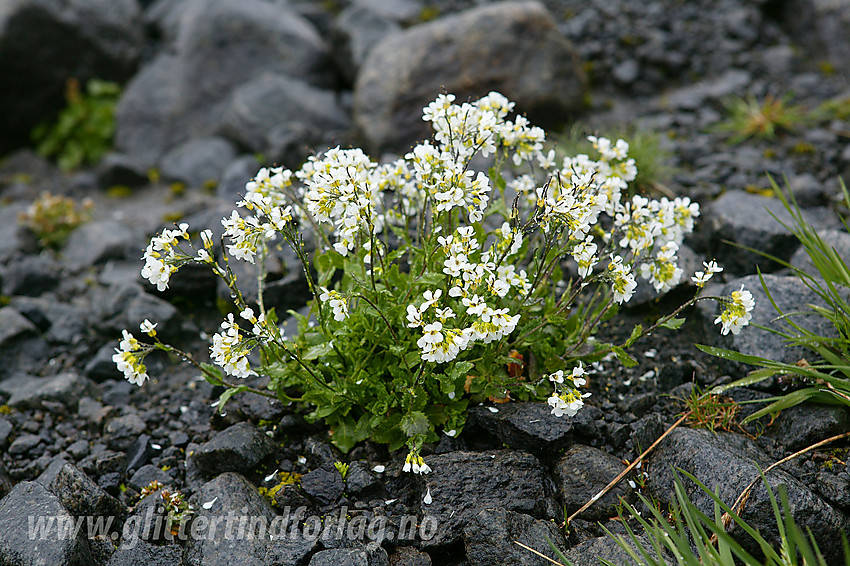 Fjellskrinneblom (Arabis alpina) en regntung sommerdag nedenfor Leirungsbrean i Leirungsdalen.