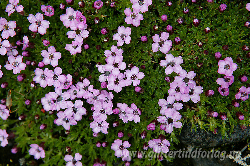 Fjellsmelle (Silene acaulis) med regndråper på i Leirungsdalen.