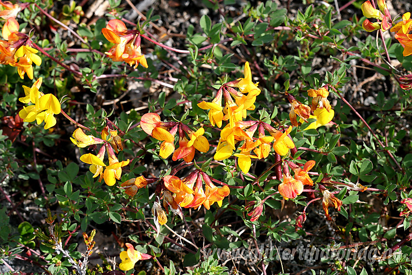 Tiriltunge (Lotus corniculatus) ved Gjendebredden ikke langt fra Gjendesheim.