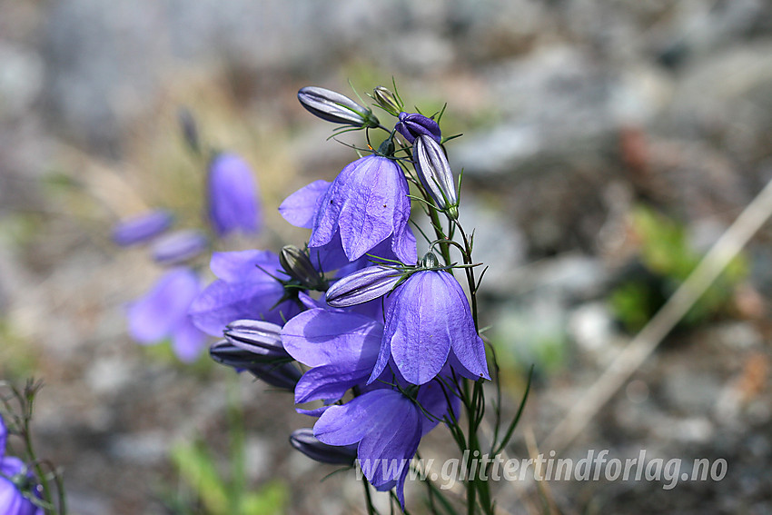 Blåklokker (Campanula rotundifolia) ved Gjende.