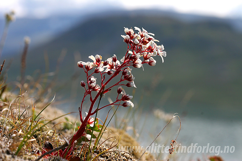 Bergfrue eller fjelldronning (Saxifraga cotyledon) ved Gjende.