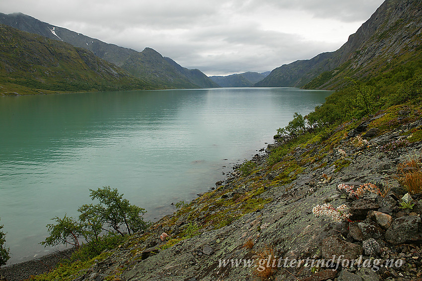 Regntung sommerdag langs Gjende. På svabergene vokser Bergfrue.