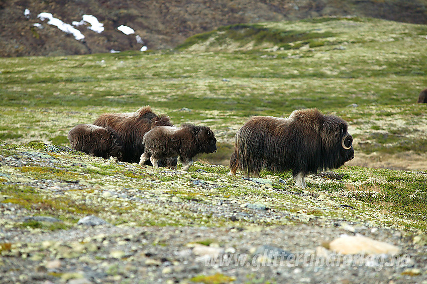 Moskus på Dovrefjell langs veien fra Stridåbrue innover mot Maribue.