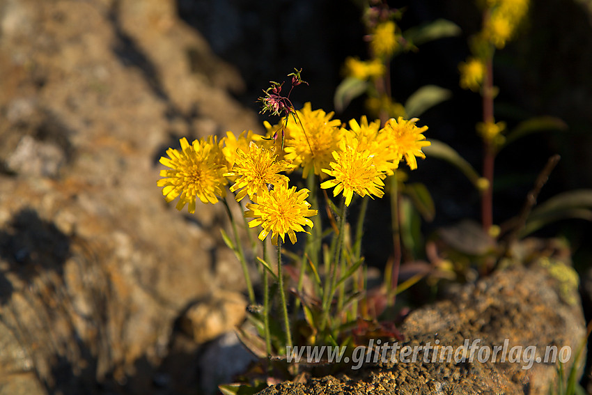 Fjellsveve Hieracium alpinum i Sørvest-Jotunheimen.