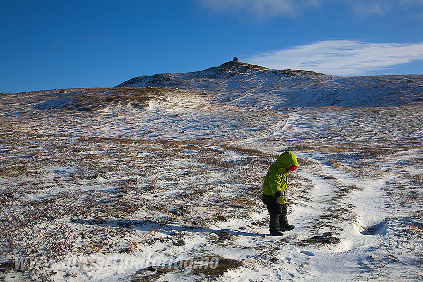 Mot Nystølsvarden (1295 moh) på Golsfjellet fra vest.