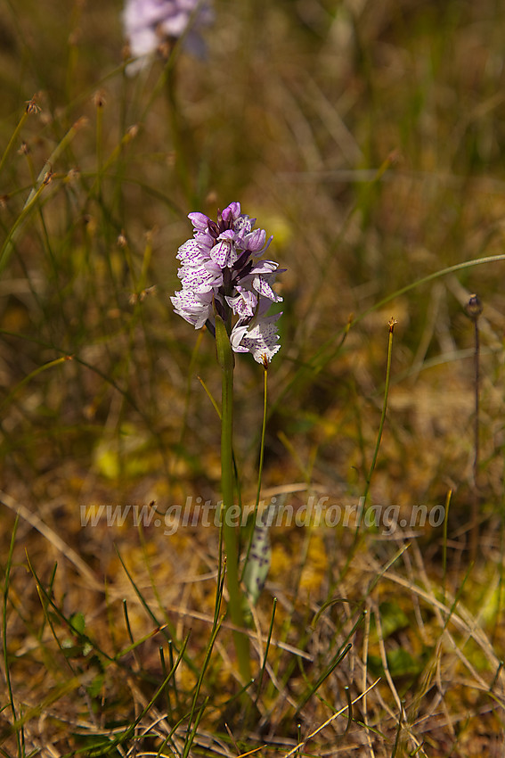 Flekkmarihånd Dactylorhiza maculata på Knausehøgdene ved Beitostølen.