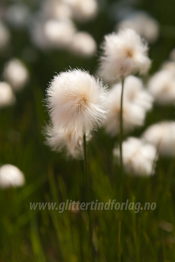 Myrull (snøull) Eriophorum scheuzeri ved Knausehøgdene nær Beitostølen.