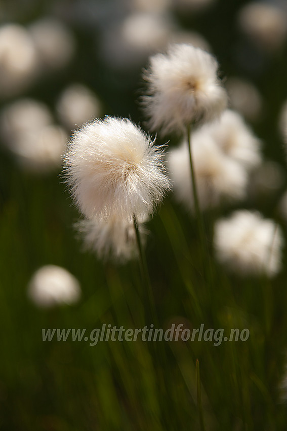 Myrull (snøull) Eriophorum scheuzeri ved Knausehøgdene nær Beitostølen.