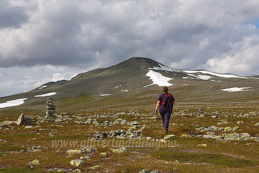 På vei innover Slettefjellet i Vang med Belgjinøse i bakgrunnen (1600 moh).