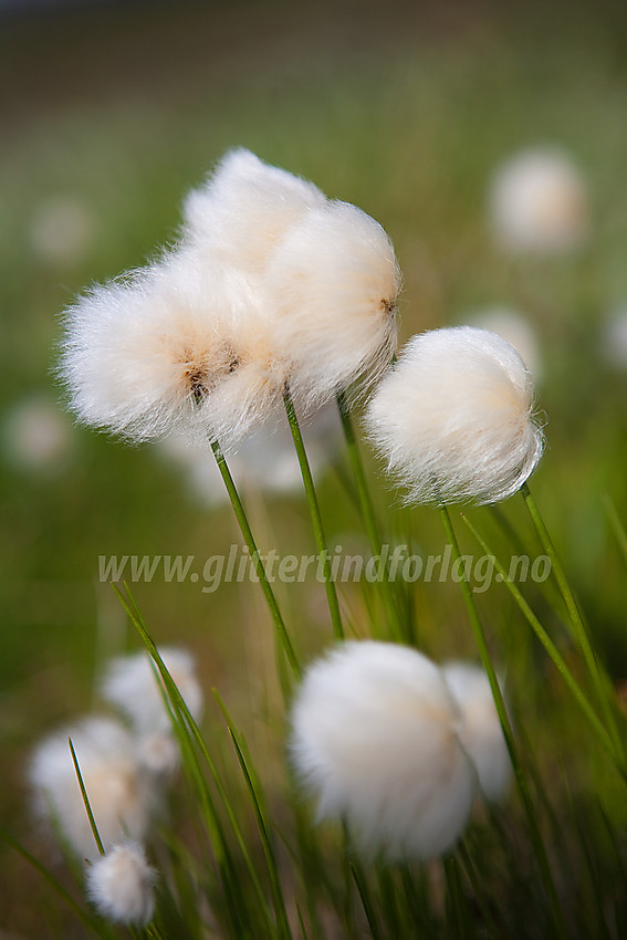 Snøull/Myrull Eriophorum scheuchzeri på Slettefjellet i Vang.