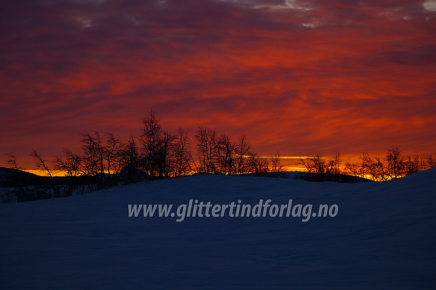 I løypenettet på Beitostølen en desembermorgen med en glødende himmel i bakgrunnne.