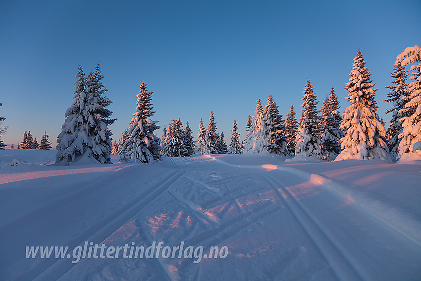 I Skardåsenløypa et lite stykke nedenfor selve Skardåsen.