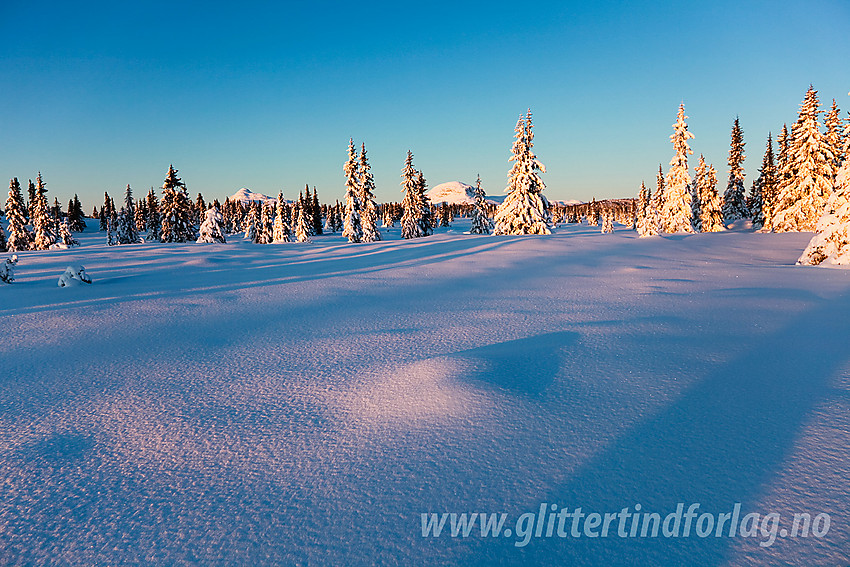 Like ved skiløypa mellom Juvik og Dalen en desembermorgen. Rundemellen og Skarvemellen ses i bakgrunnen.