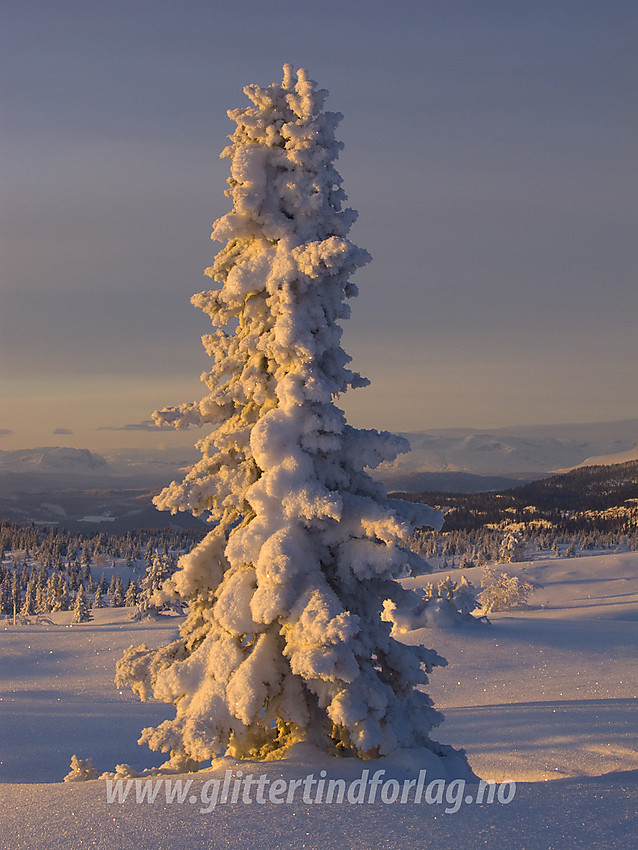 Dekorativ, snøkledd gra på toppen av Skardåsen i Nord-Aurdal.