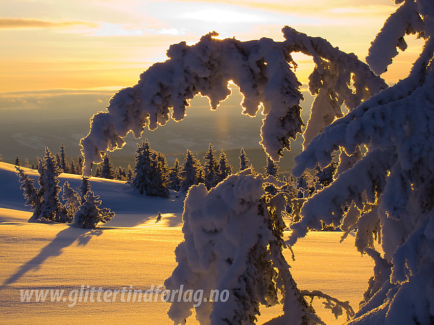 Vinterkledd grankvist i motlys ved toppen på Skardåsen i Nord-Aurdal.