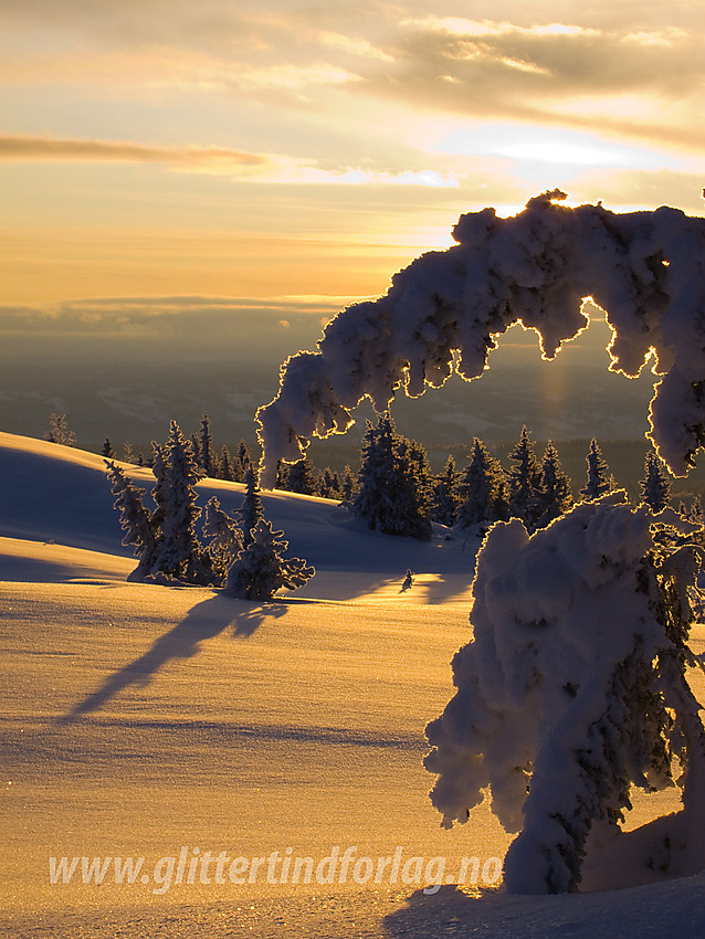 Vinterkledd grankvist i motlys ved toppen på Skardåsen i Nord-Aurdal.