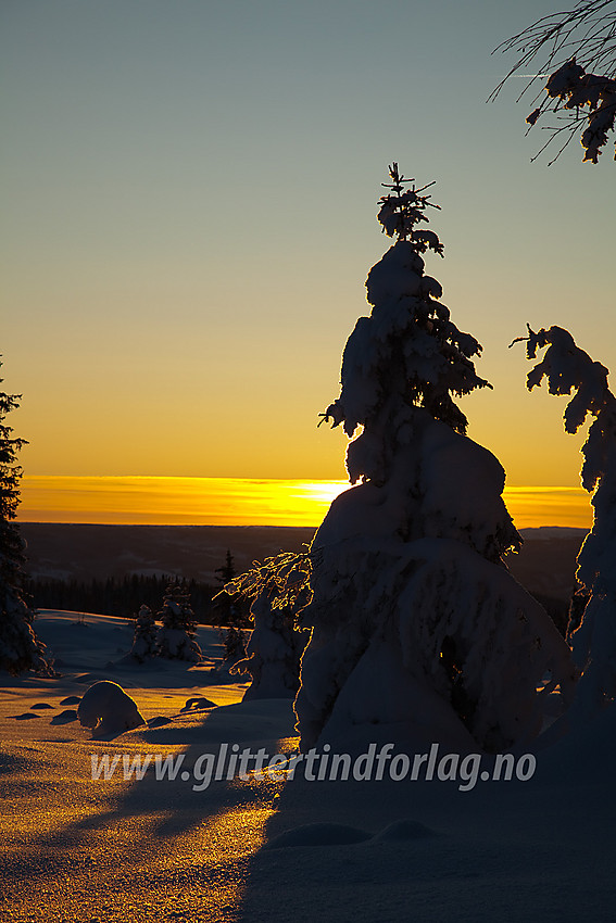 Oppunder Skardåsen i Nord-Aurdal med herlig vinterskog i motlys.