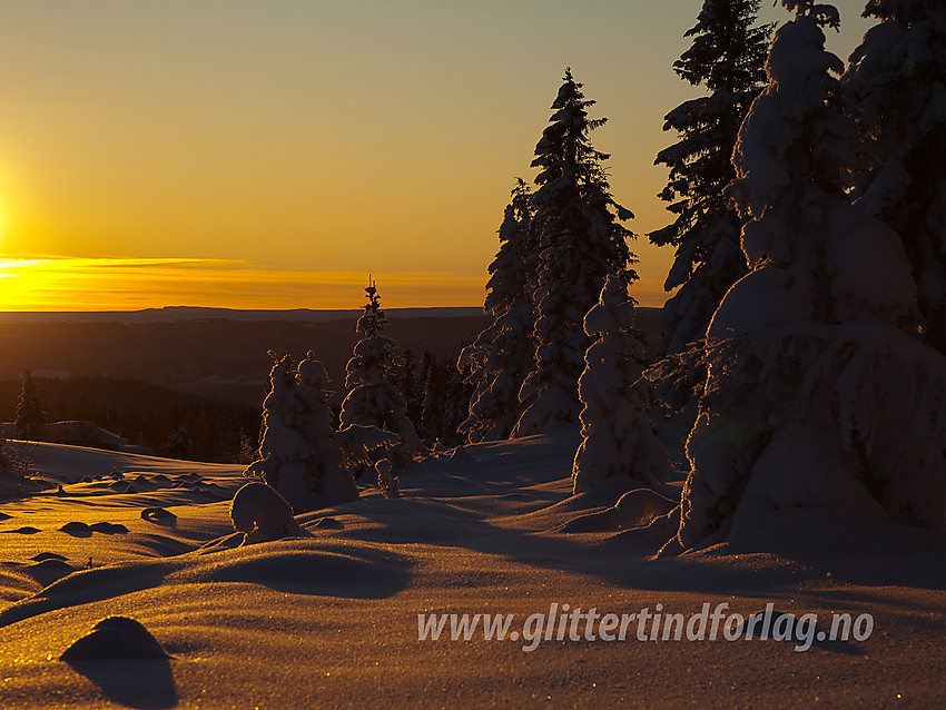 Oppunder Skardåsen i Nord-Aurdal med herlig vinterskog i motlys.