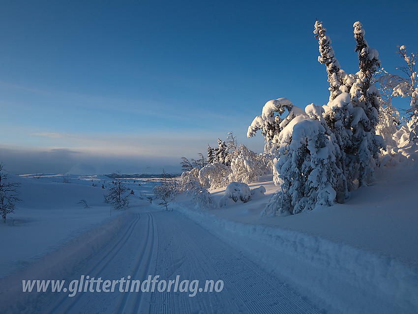 På vei fra Valtjednstølane mot Syni i skiløypenettet ved Vaset. I bakgrunnen kan man skimte Skogshorn.