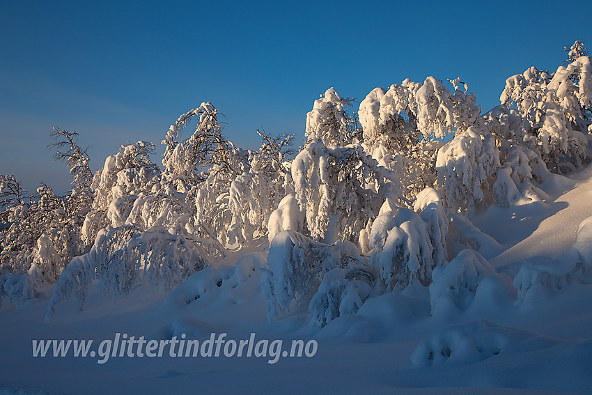 Vinterkledd fjellbjørkeskog sett fra løypenettet nær Vaset. Her ikke så langt fra Syni.