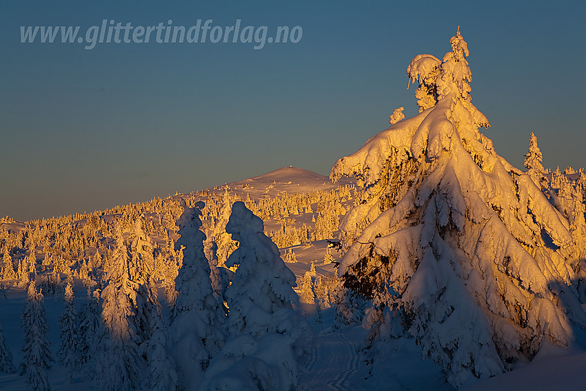 Eventyrskog på Aurdalsåsen, litt nordvest for Bjørgovarden, en januarmorgen.