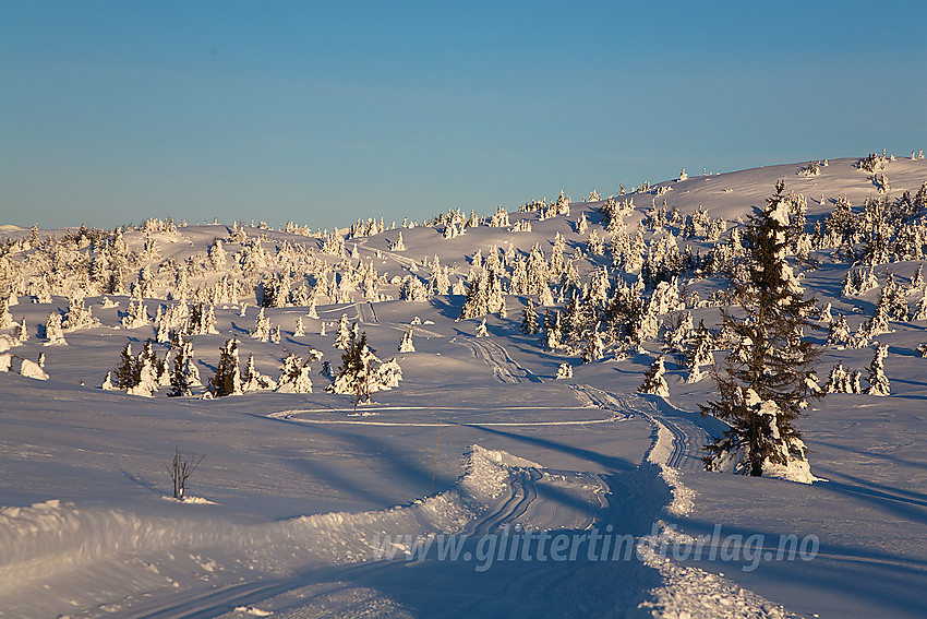 I løypenettet til Kruk og Aurdal løypelag, litt øst for Bjørgovarden.