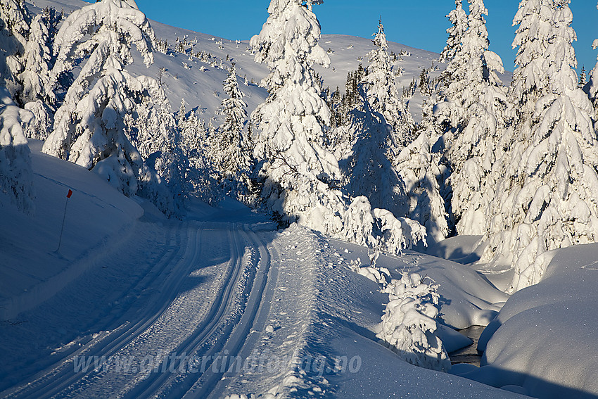 I løypenettet til Kruk og Aurdal løypelag litt nedenfor Ividalsvatnet.