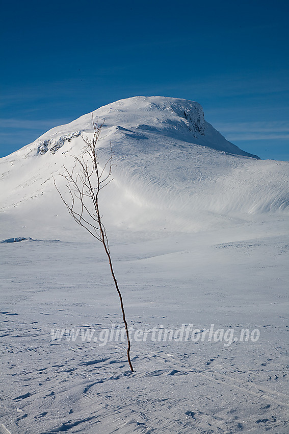 Ved kvisteløypa mellom Sulebu og Breistølen, like ved Sulebu mot Suletinden (1780 moh).