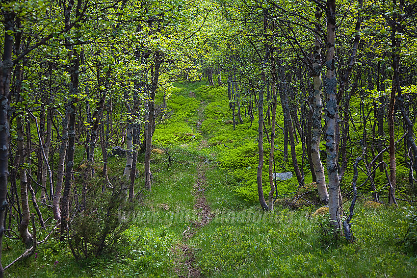 På sti vest for Leineåne ytterst i Sanddalen ved foten av Skutshorn.