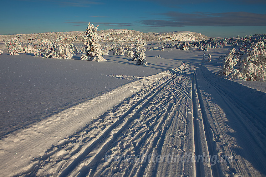 I løypenettet til Tisleidalen løypelag med Haugsjøfjellet (1090 moh) i bakgrunnen.