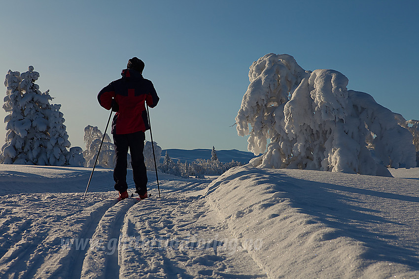 I løypenettet til Tisleidalen løypelag, på sørøstsiden av Haugsetfjellet.