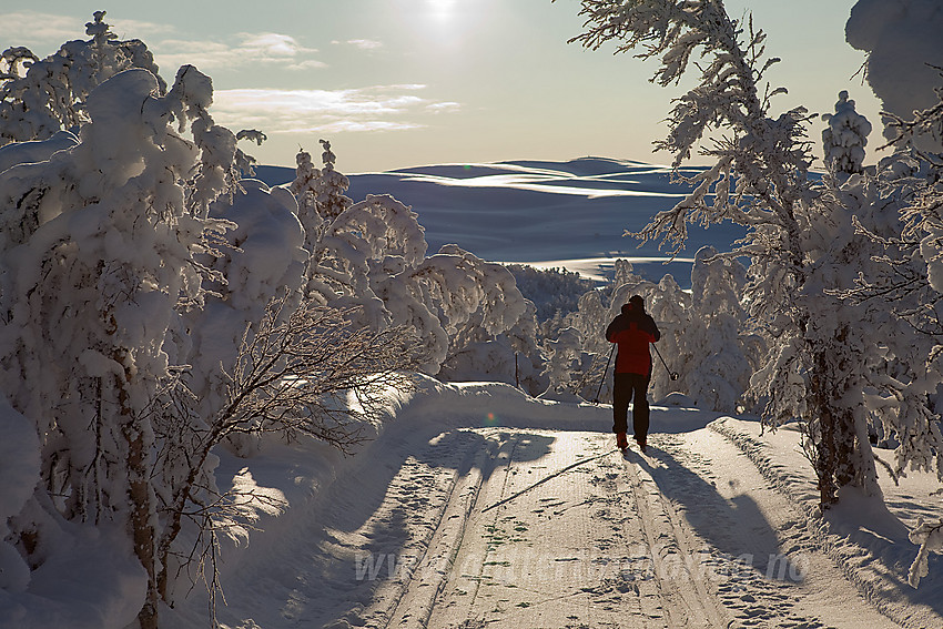 På høydedrag sørøst for Haugsetfjellet i løypenettet til Tisleidalen løypelag, like ved grensa mellom Nord og Sør Aurdal. I bakgrunnen ses Hollastølsfjellet (1174 moh) i Sør Aurdal.